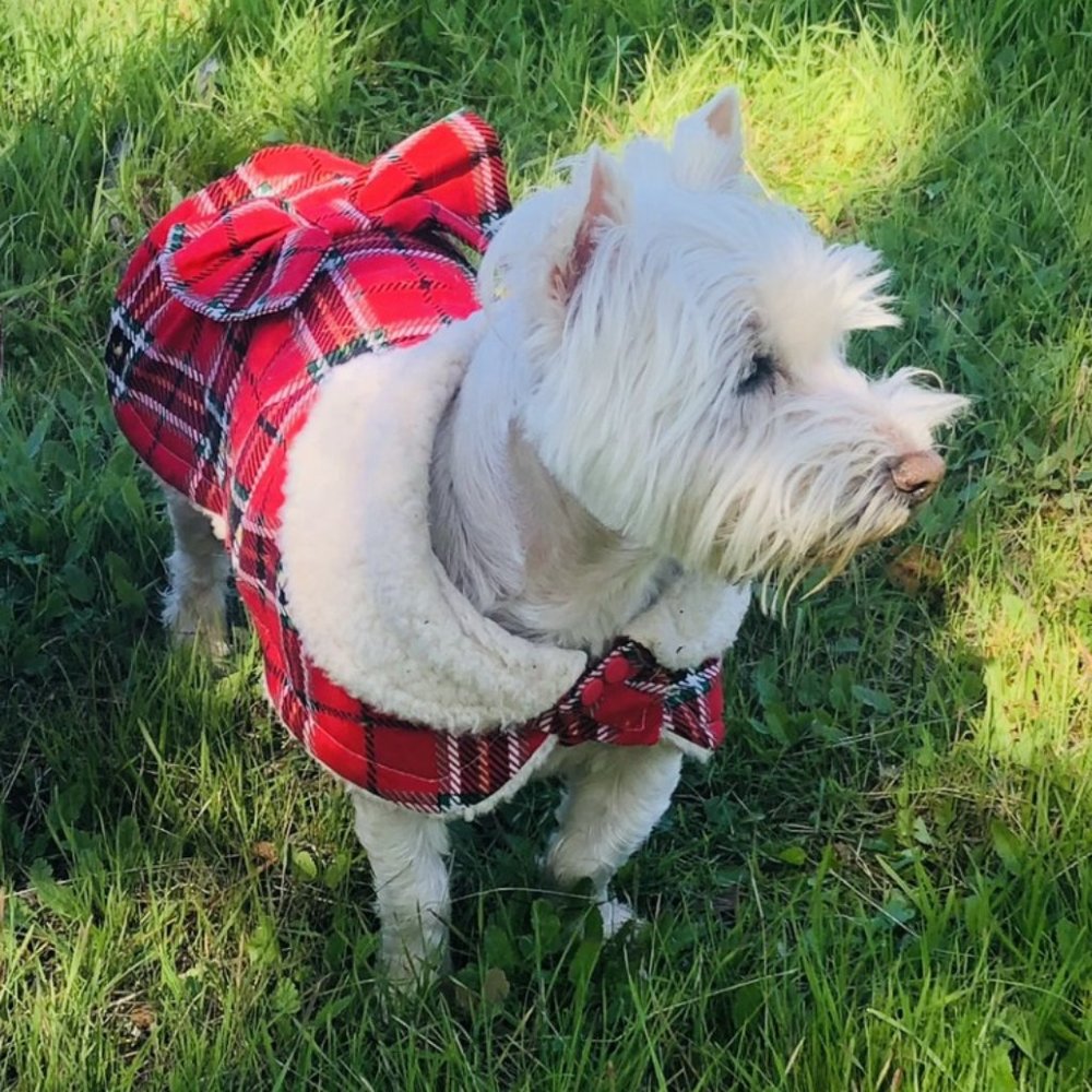 Westhighland Westie or westie or Scottie  plaid coat christmas coat